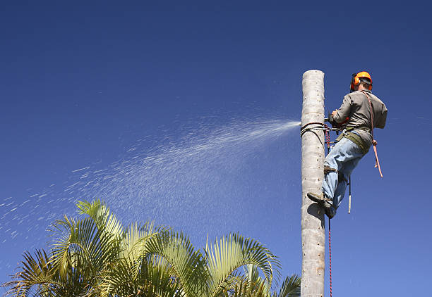 Best Commercial Tree Services  in Kent Acres, DE
