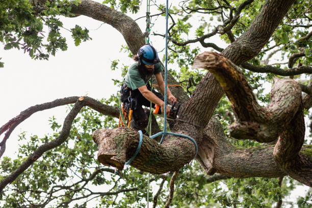 Best Tree Maintenance Programs  in Kent Acres, DE