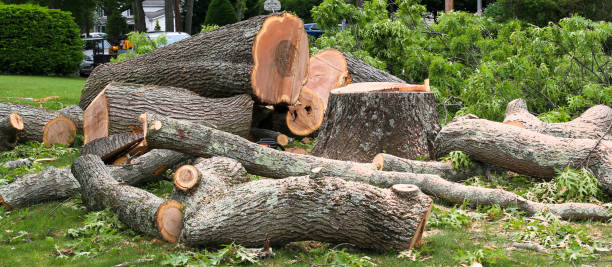 Best Tree Health Inspection  in Kent Acres, DE