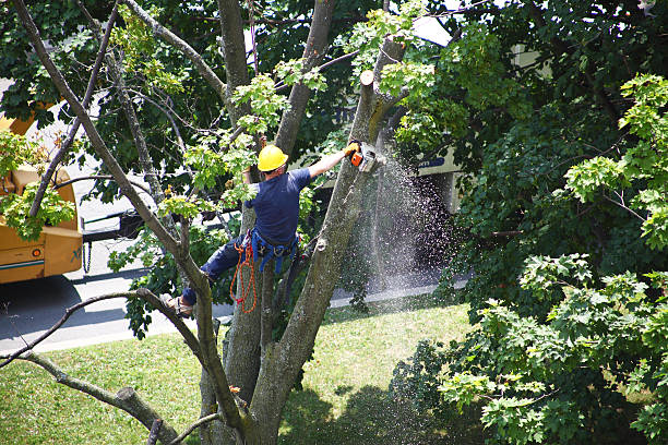 How Our Tree Care Process Works  in  Kent Acres, DE