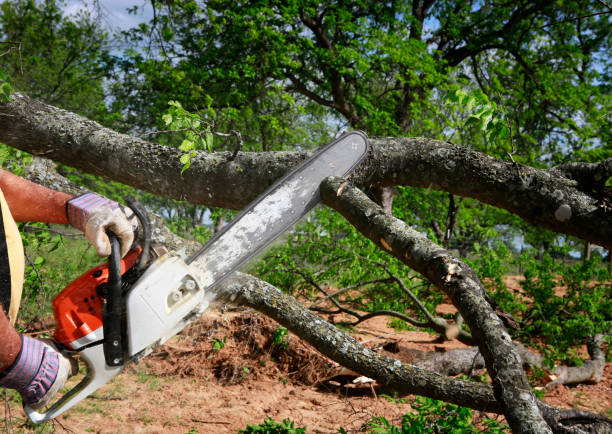 Best Tree Cabling and Bracing  in Kent Acres, DE