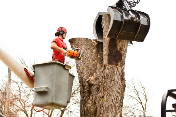 Professional Tree Care in Kent Acres, DE